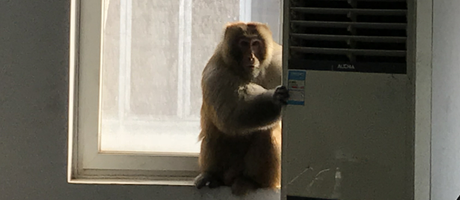 辦公室裝修魅力大，獼猴君亂入來(lái)“串門(mén)”！