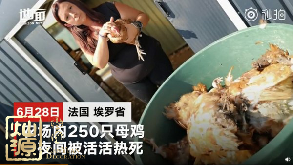 法國農(nóng)場母雞熱死 下一個(gè)可能就是辦公室里的你了